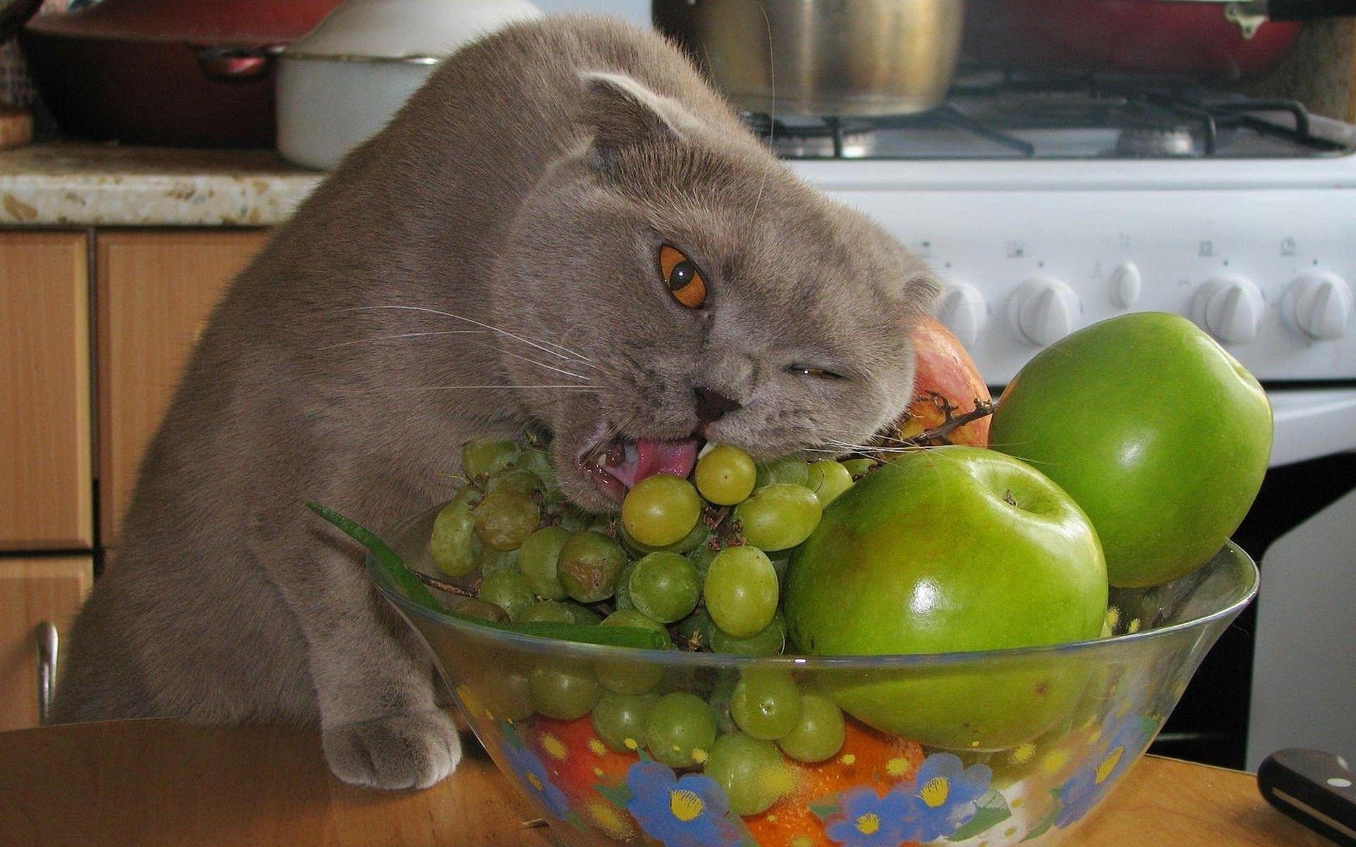 Solve Cat Eating Grapes jigsaw puzzle online with 96 pieces